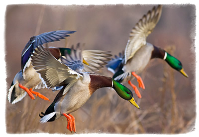 SOUTHEAST MISSOURI WATERFOWL HUNTS