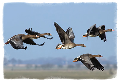 Specklebelly Goose Hunting